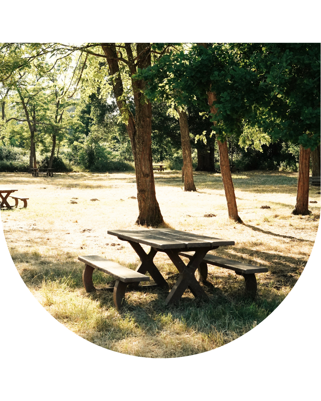 Spot forêt - vendée - everray